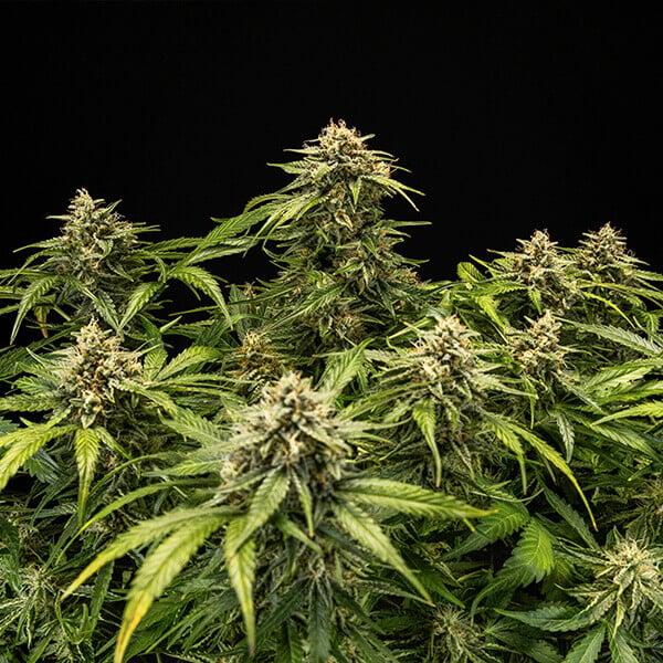 Samen 3x Medusa F1 Automatik Royalqueenseeds